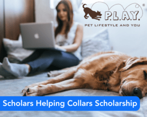 Scholars Helping Collars Scholarship