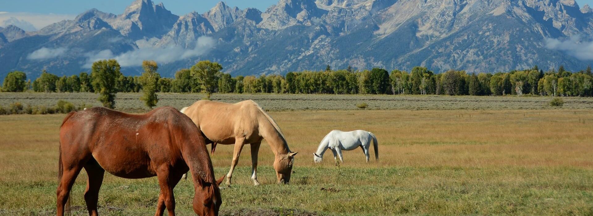 Horses graze in the Wyoming mountains, the home state of Wyoming scholarships