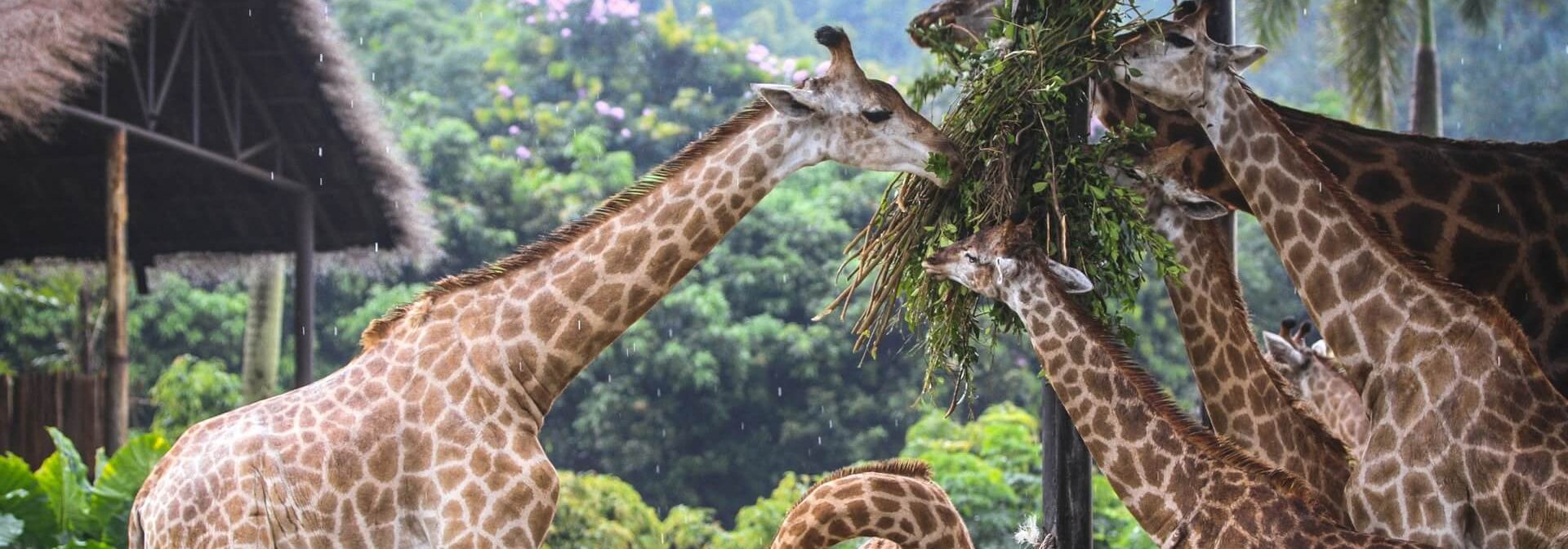 Photo of giraffes which are cared for by someone in the zoology career