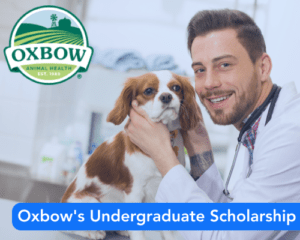 Oxbow’s Undergraduate Scholarship