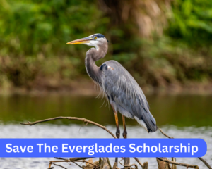 Save The Everglades Scholarship